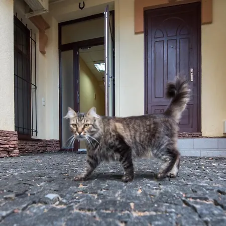 Tsatsa * Odessa